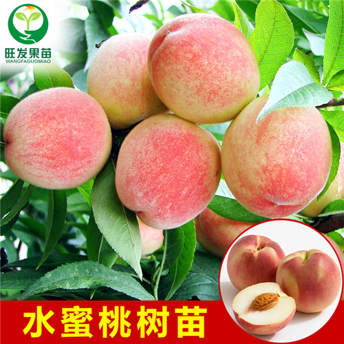 广东水蜜桃苗价格，广东水蜜桃苗基地 