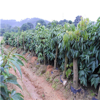 东莞香荔苗基地，东莞香荔苗 