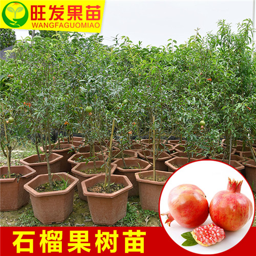 广西销售石榴苗，广西石榴苗基地 
