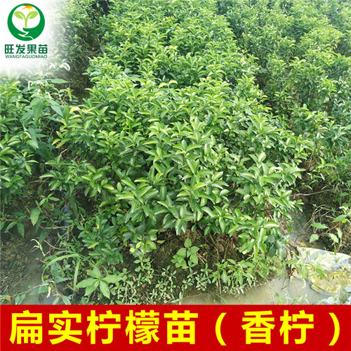 广东柠檬苗价格，广东柠檬苗，广东扁实柠檬苗 