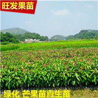 广东芒果直生苗|广东批发芒果苗 
