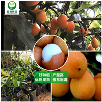广东阿恰恰黄金山竹苗