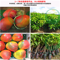 哪里有澳芒果苗卖？广东供应澳芒果苗 