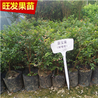 广东嘉宝果苗，深圳嘉宝果苗，深圳果苗 