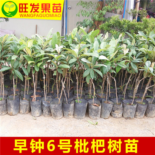 广东早中6号枇杷、广东枇杷苗出售 
