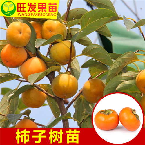 深圳柿子苗基地，深圳柿子苗，深圳果树苗 