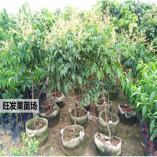 增城黄皮苗，广州黄皮苗，广东果树苗批发 