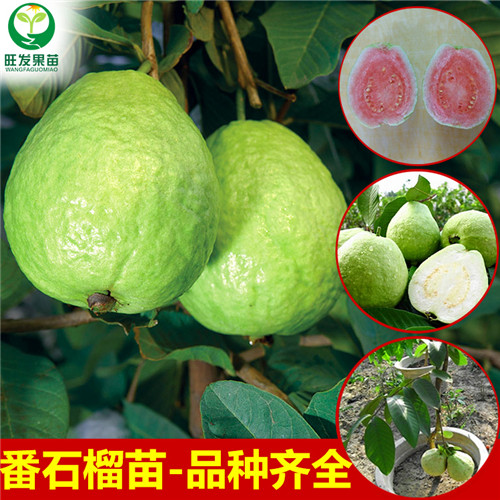 嫁接芭乐果树苗、广东珍珠番石榴苗 