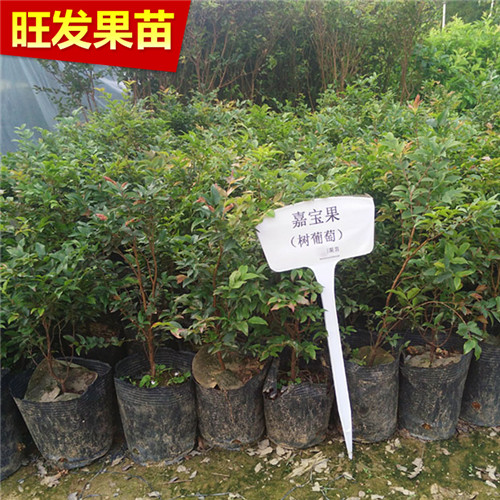 广东嘉宝果苗，深圳嘉宝果苗，深圳果苗 