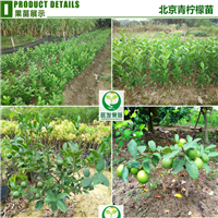 深圳北京柠檬苗批发，惠州北京柠檬苗 