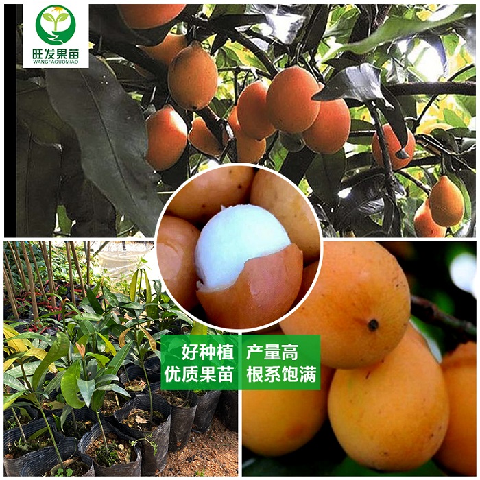 广东阿恰恰黄金山竹苗