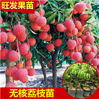 增城荔枝苗基地，广州荔枝苗，广东荔枝苗 