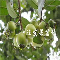 广东水蒲桃苗价格，广东水蒲桃苗，惠州水蒲桃苗 