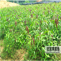 东莞芒果直生苗|东莞芒果苗批发 
