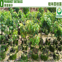 广东荔枝树苗，惠州荔枝树苗，惠州水果苗 