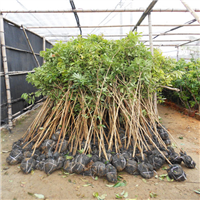 灵山香荔苗，灵山香荔苗价格 