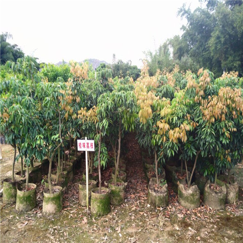 增城荔枝苗，广州荔枝苗，广东桂味荔枝苗 