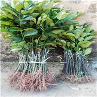 惠州马来西亚1号干包、惠州菠萝蜜苗 