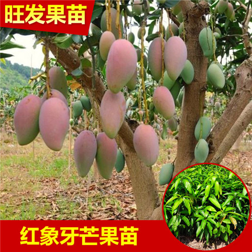 深圳红象牙芒果苗，深圳红象牙芒果，深圳果苗 