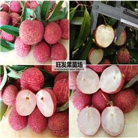 广东荔枝苗价格，广东荔枝苗，批发荔枝苗 