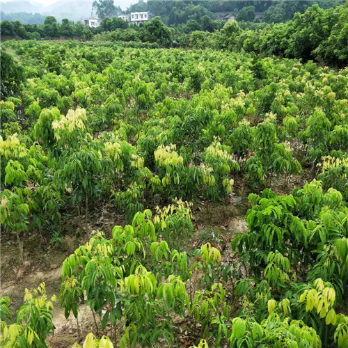 广西妃子笑荔枝苗，广西荔枝苗基地 
