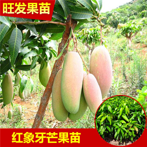 惠州红象牙芒果苗批发，惠州红象牙芒果，惠州果苗 