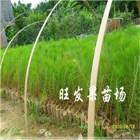 东莞湿地松苗价格，东莞湿地松苗批发 