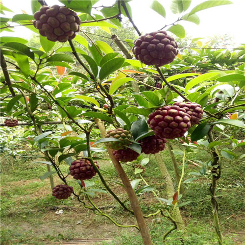 长寿果（老虎果）