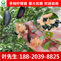 广东手指柠檬苗