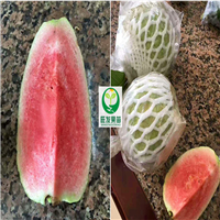 无籽红宝石芭乐苗，广东红宝石芭乐苗，广东果苗 