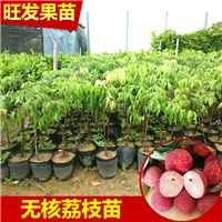 无核荔枝苗，深圳荔枝苗，深圳果树苗 