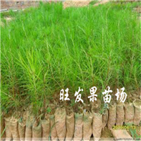 广东湿地松苗价格@广东湿地松苗基地 