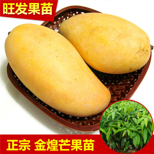 金煌芒果嫁接果树苗，可盆栽地栽基地批发直销 