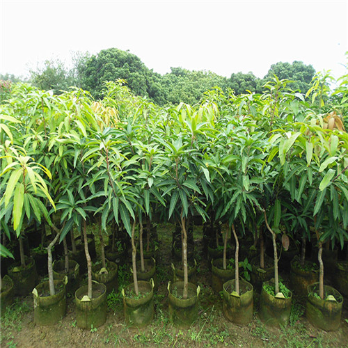 美国澳芒芒果苗 （新品种），广东澳芒果苗 