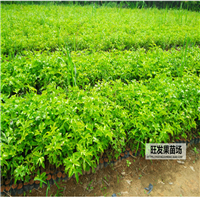 东莞百香果苗，深圳百香果苗，广东果苗 