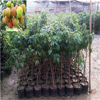 东莞妃子笑荔枝苗，东莞荔枝苗基地 
