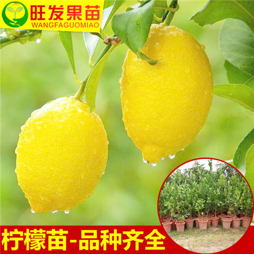 广东尤力克柠檬苗价格，广东尤力克柠檬苗，广东果苗 