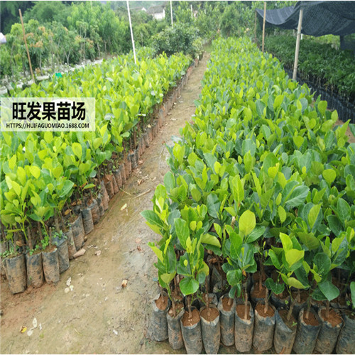 深圳四季菠萝蜜批发，深圳四季菠萝蜜价格 