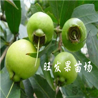 供应水蒲桃苗 海南水蒲桃树  全国各地可种 