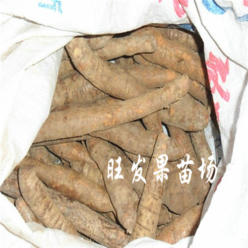 惠州牛大力苗价格，惠州牛大力苗批发 