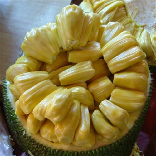 东莞果树苗，东莞四季菠萝蜜树苗，菠萝蜜批发 