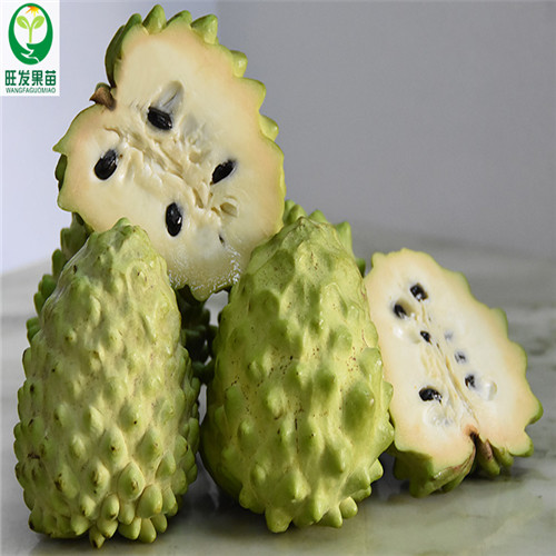 广东番荔枝苗价格，广东番荔枝苗批发 