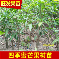 广东四季芒果苗价格、广东四季芒果苗、广东果苗 