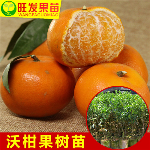 广西沃柑苗批发@价格怎么样？ 