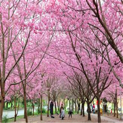台湾樱花苗基地，惠州台湾樱花苗 