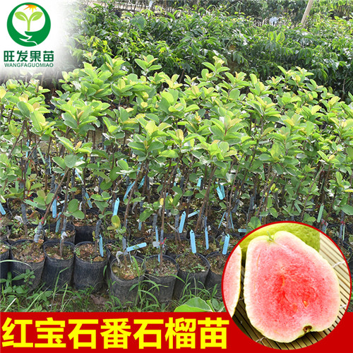 深圳红宝石芭乐苗价格，深圳红宝石芭乐苗 