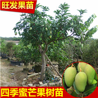 深圳四季芒果苗、深圳四季芒果苗批发 