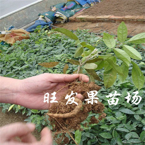 哪里有牛大力苗卖？东莞牛大力苗供应 