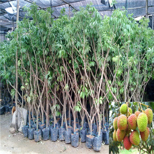 惠州荔枝苗批发，惠州荔枝苗，惠州果苗场 