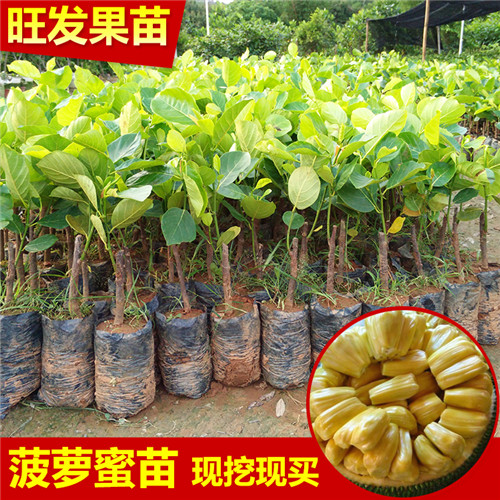 广东四季菠萝蜜苗基地直销，广东批发菠萝蜜 
